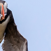 Puffin In Flight-Advanced-1st