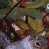 Grey Squirrel